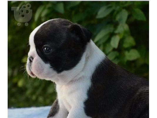 PoulaTo: Όμορφα κουτάβια boston terrier